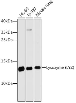 Invitrogen Lysozyme Polyclonal Antibody 100 &mu;L; Unconjugated:Antibodies,