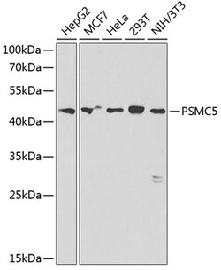 Invitrogen PSMC5 Polyclonal Antibody 100 &mu;L; Unconjugated:Antibodies,