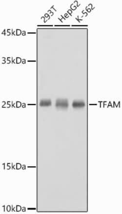 Invitrogen TFAM Polyclonal Antibody 100 &mu;L; Unconjugated:Antibodies,