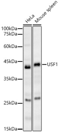 Invitrogen USF1 Polyclonal Antibody 100 &mu;L; Unconjugated:Antibodies,
