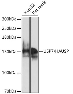 Invitrogen USP7 Polyclonal Antibody 100 &mu;L | Buy Online | Invitrogen&trade; | Fisher Scientific