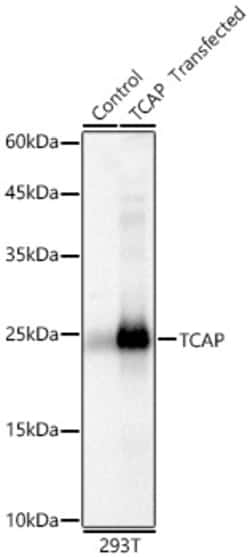 Invitrogen TCAP Polyclonal Antibody 100 &mu;L; Unconjugated:Antibodies,