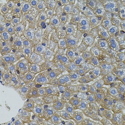 Invitrogen MFN2 Polyclonal Antibody 100 &mu;L; Unconjugated:Antibodies,
