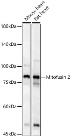 Invitrogen MFN2 Polyclonal Antibody 100 &mu;L; Unconjugated:Antibodies,