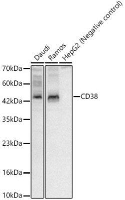 Invitrogen CD38 Polyclonal Antibody 100 &mu;L; Unconjugated:Antibodies,