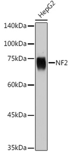 NF2 Polyclonal Antibody, Invitrogen 100 &mu;L; Unconjugated:Antibodies,