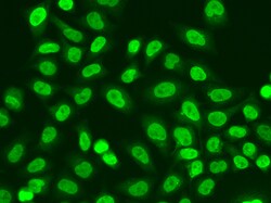 Invitrogen POLR2J Polyclonal Antibody 100 &mu;L; Unconjugated:Antibodies,