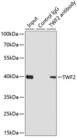 TWF2 Polyclonal Antibody, Invitrogen 100 &mu;L; Unconjugated:Antibodies,