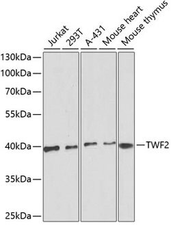 TWF2 Polyclonal Antibody, Invitrogen 100 &mu;L; Unconjugated:Antibodies,