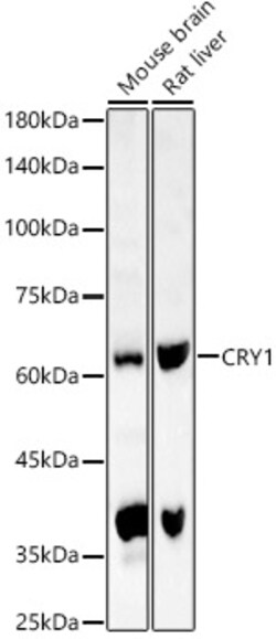 Invitrogen CRY1 Polyclonal Antibody 100 &mu;L; Unconjugated:Antibodies,