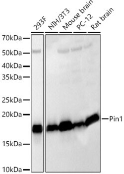 Invitrogen PIN1 Polyclonal Antibody 100 &mu;L | Buy Online | Invitrogen&trade; | Fisher Scientific