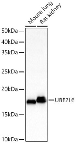 Invitrogen UBE2L6 Polyclonal Antibody 100 &mu;L; Unconjugated:Antibodies,