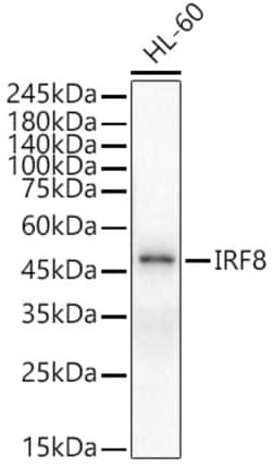 Invitrogen IRF8 Polyclonal Antibody 100 &mu;L; Unconjugated:Antibodies,