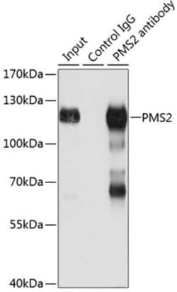 Invitrogen PMS2 Polyclonal Antibody 100 &mu;L; Unconjugated:Antibodies,