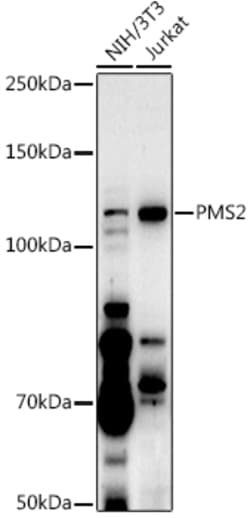 Invitrogen PMS2 Polyclonal Antibody 100 &mu;L; Unconjugated:Antibodies,