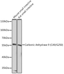 Invitrogen Carbonic Anhydrase IX Polyclonal Antibody 100 &mu;L; Unconjugated:Antibodies,