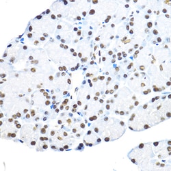 Invitrogen NR5A2 Polyclonal Antibody 100 &mu;L; Unconjugated:Antibodies,