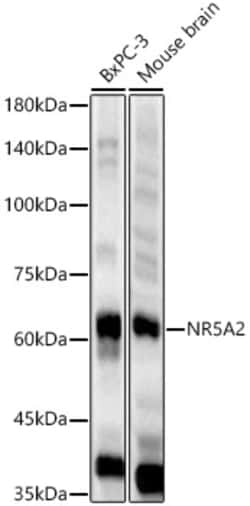 Invitrogen NR5A2 Polyclonal Antibody 100 &mu;L; Unconjugated:Antibodies,