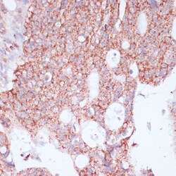 Invitrogen RPL30 Polyclonal Antibody 100 &mu;L; Unconjugated:Antibodies,