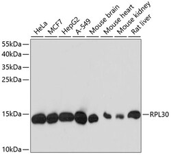 Invitrogen RPL30 Polyclonal Antibody 100 &mu;L; Unconjugated:Antibodies,