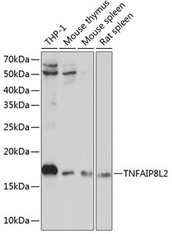 Invitrogen TNFAIP8L2 Polyclonal Antibody 100 &mu;L; Unconjugated:Antibodies,