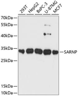 Invitrogen SARNP Polyclonal Antibody 100 &mu;L; Unconjugated:Antibodies,