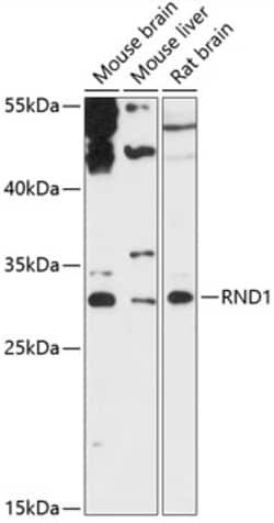 Invitrogen RND1 Polyclonal Antibody 100 &mu;L; Unconjugated:Antibodies,