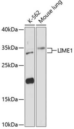 Invitrogen LIME Polyclonal Antibody 100 &mu;L; Unconjugated:Antibodies,
