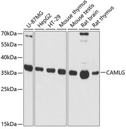 Invitrogen CAMLG Polyclonal Antibody 100 &mu;L; Unconjugated:Antibodies,