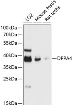 Invitrogen DPPA4 Polyclonal Antibody 100 &mu;L; Unconjugated:Antibodies,