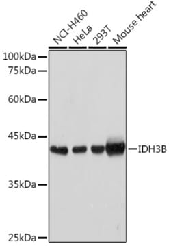 Invitrogen IDH3B Polyclonal Antibody 100 &mu;L; Unconjugated:Antibodies,