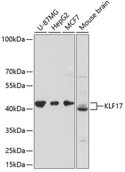 Invitrogen KLF17 Polyclonal Antibody 100 &mu;L; Unconjugated:Antibodies,