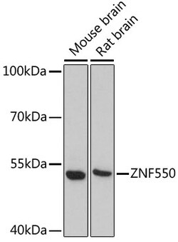 Invitrogen ZNF550 Polyclonal Antibody 100 &mu;L; Unconjugated:Antibodies,