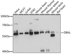 HIP55 Polyclonal Antibody, Invitrogen&trade;