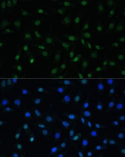 Invitrogen HSF1 Polyclonal Antibody 100 &mu;L; Unconjugated:Antibodies,