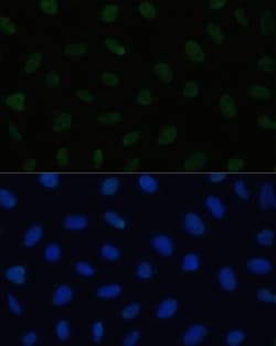 Invitrogen HSF1 Polyclonal Antibody 100 &mu;L; Unconjugated:Antibodies,