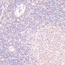 Invitrogen HSF1 Polyclonal Antibody 100 &mu;L; Unconjugated:Antibodies,