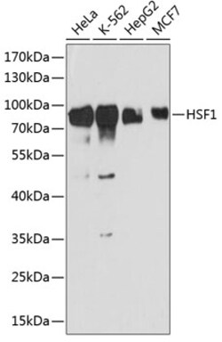 Invitrogen HSF1 Polyclonal Antibody 100 &mu;L; Unconjugated:Antibodies,
