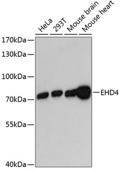 Invitrogen EHD4 Polyclonal Antibody 100 &mu;L | Buy Online | Invitrogen&trade; | Fisher Scientific