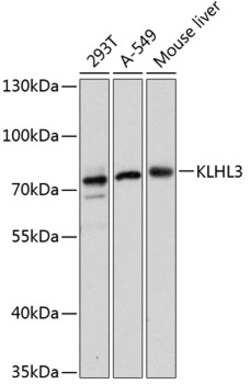 Invitrogen KLHL3 Polyclonal Antibody 100 &mu;L; Unconjugated:Antibodies,