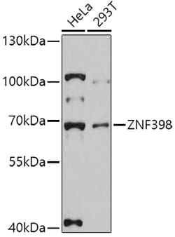 Invitrogen ZNF398 Polyclonal Antibody 100 &mu;L; Unconjugated:Antibodies,