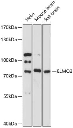 Invitrogen ELMO2 Polyclonal Antibody 100 &mu;L; Unconjugated:Antibodies,