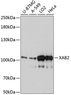Invitrogen XAB2 Polyclonal Antibody 100 &mu;L; Unconjugated:Antibodies,