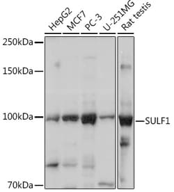 Invitrogen SULF1 Polyclonal Antibody 100 &mu;L; Unconjugated:Antibodies,