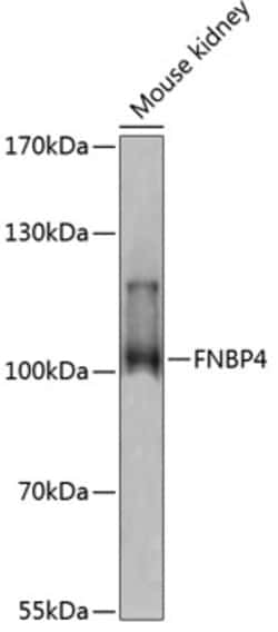 Invitrogen FNBP4 Polyclonal Antibody 100 &mu;L; Unconjugated:Antibodies,
