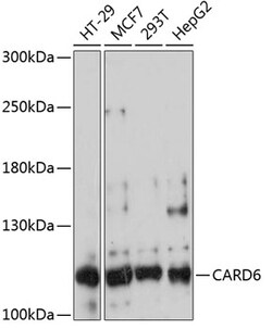 Invitrogen CARD6 Polyclonal Antibody 100 &mu;L; Unconjugated:Antibodies,