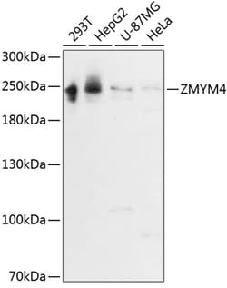 Invitrogen ZMYM4 Polyclonal Antibody 100 &mu;L; Unconjugated:Antibodies,