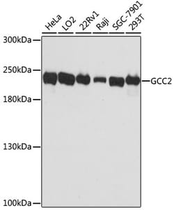 Invitrogen GCC2 Polyclonal Antibody 100 &mu;L; Unconjugated:Anticorps,