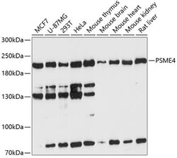 Invitrogen PSME4 Polyclonal Antibody 100 &mu;L; Unconjugated:Antibodies,