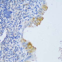Invitrogen EFCAB4B Polyclonal Antibody 100 &mu;L; Unconjugated:Antibodies,